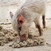 piglet_nusalavu_v_0705_0032.jpg